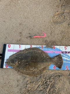 ヒラメの釣果