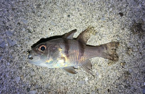 ヨコスジイシモチの釣果