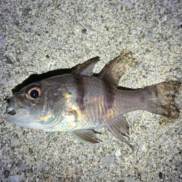 ヨコスジイシモチ