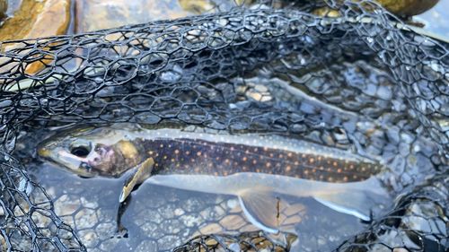 オショロコマの釣果