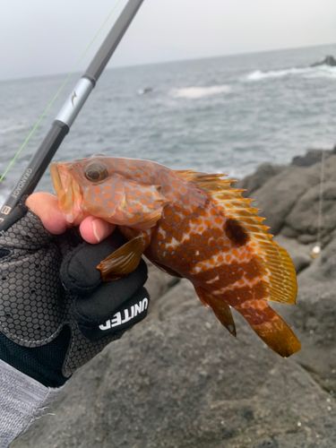 キジハタの釣果