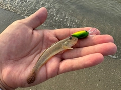 ハゼの釣果