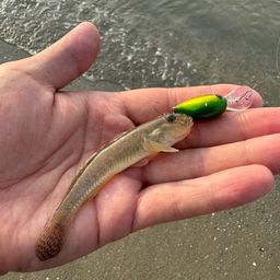 ハゼ