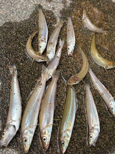 キスの釣果