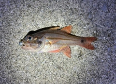 オオスジイシモチの釣果