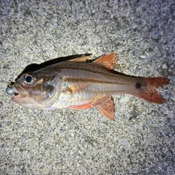 オオスジイシモチ