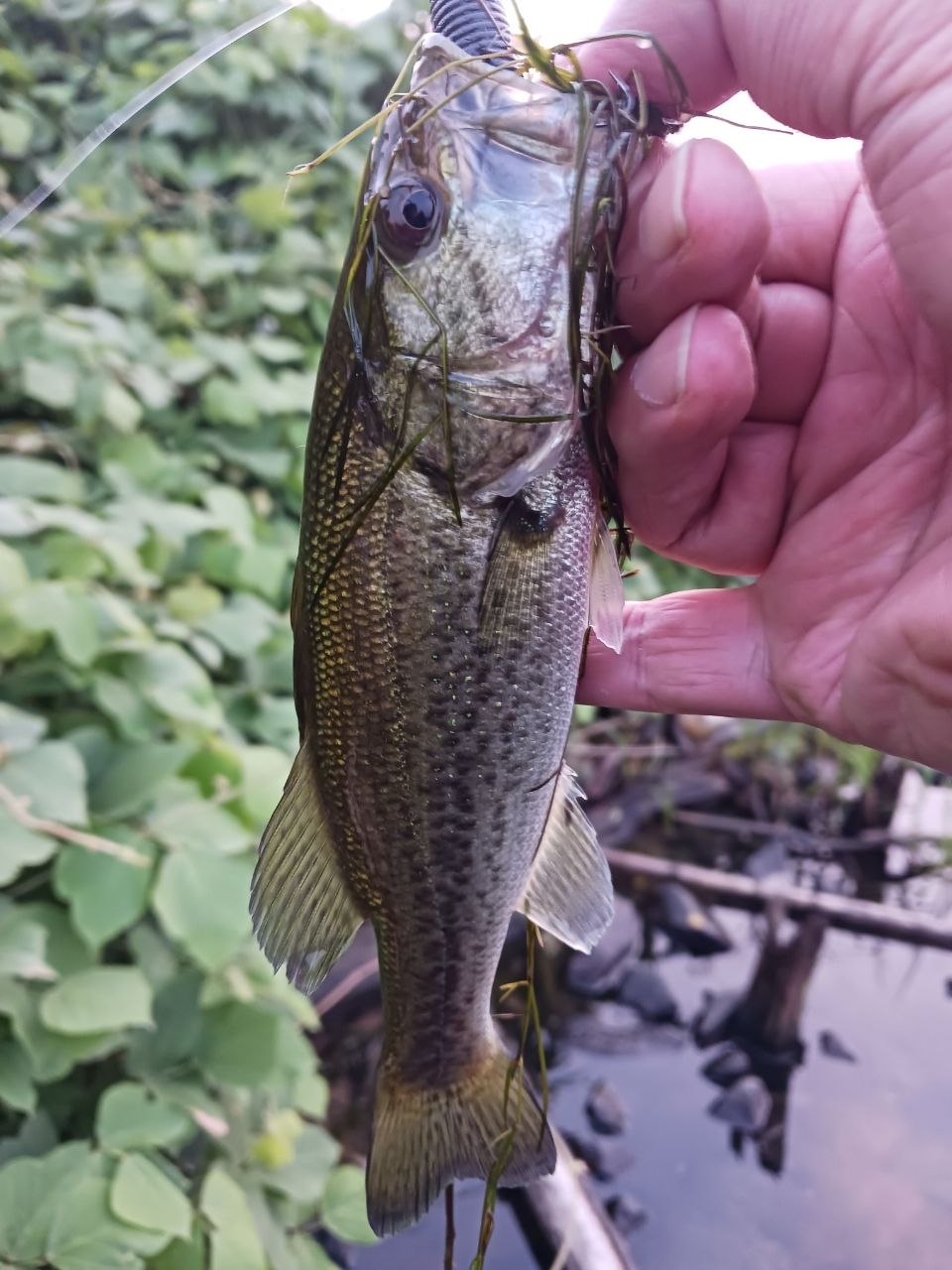 ラージマウスバス