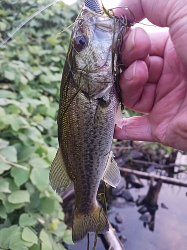 ラージマウスバスの釣果