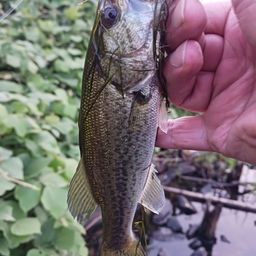 ラージマウスバス