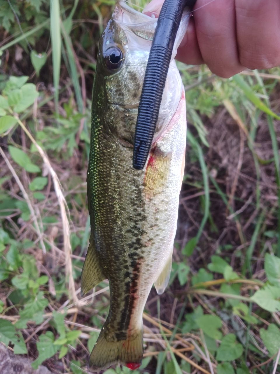 ラージマウスバス