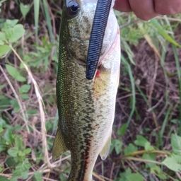 ラージマウスバス