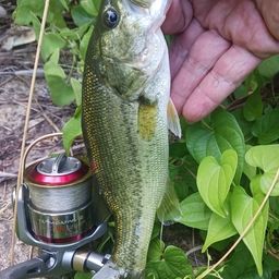 ラージマウスバス