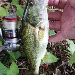 ラージマウスバス