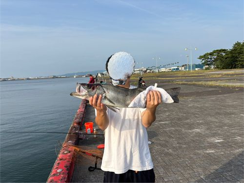 スズキの釣果