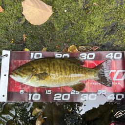 スモールマウスバス