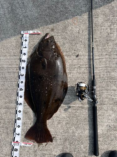 ヒラメの釣果