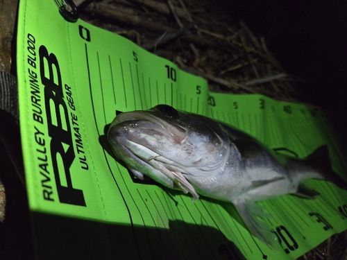 スズキの釣果