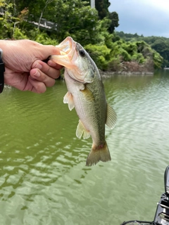 ラージマウスバスの釣果