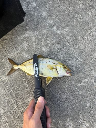 ショッコの釣果