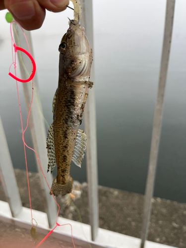 マハゼの釣果
