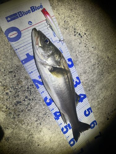 シーバスの釣果
