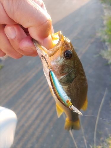 ブラックバスの釣果