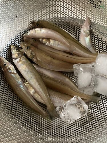 釣果