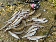 シロギスの釣果