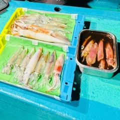 ケンサキイカの釣果