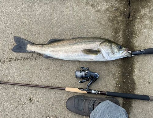 茨城県で釣れたスズキの釣り・釣果情報 - アングラーズ | 釣果