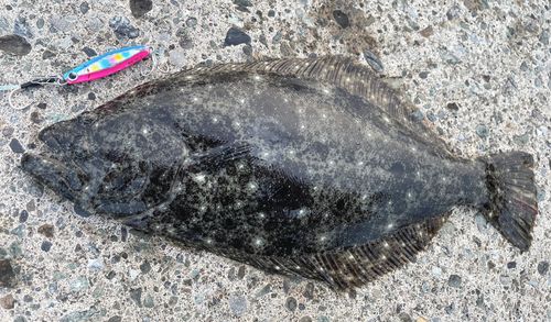ヒラメの釣果