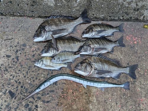 チヌの釣果