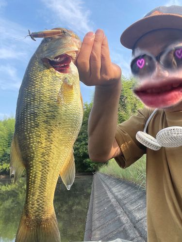 ブラックバスの釣果
