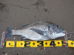 クロダイの釣果