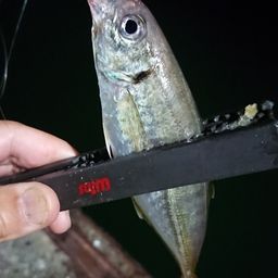 アジ