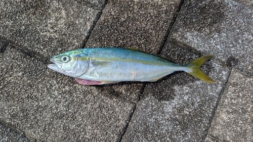 ワカシの釣果