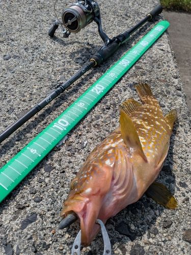 キジハタの釣果