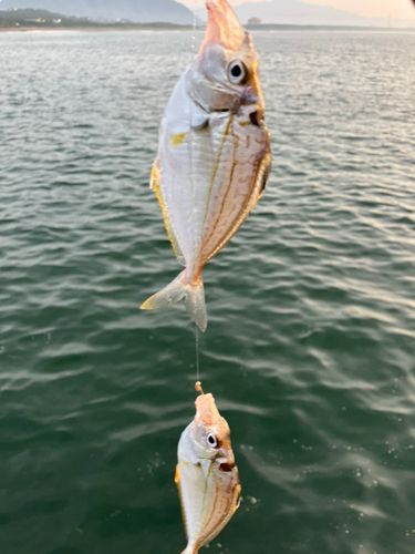 キビレヒイラギの釣果