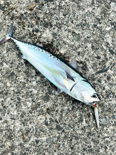 マルソウダの釣果