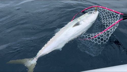 ブリの釣果