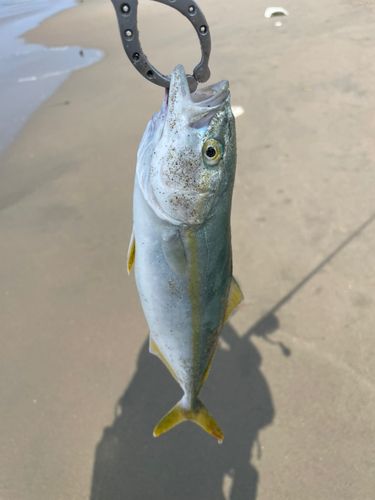 ワカシの釣果