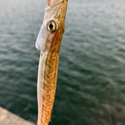 カマス