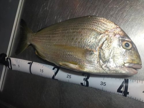 ヘダイの釣果