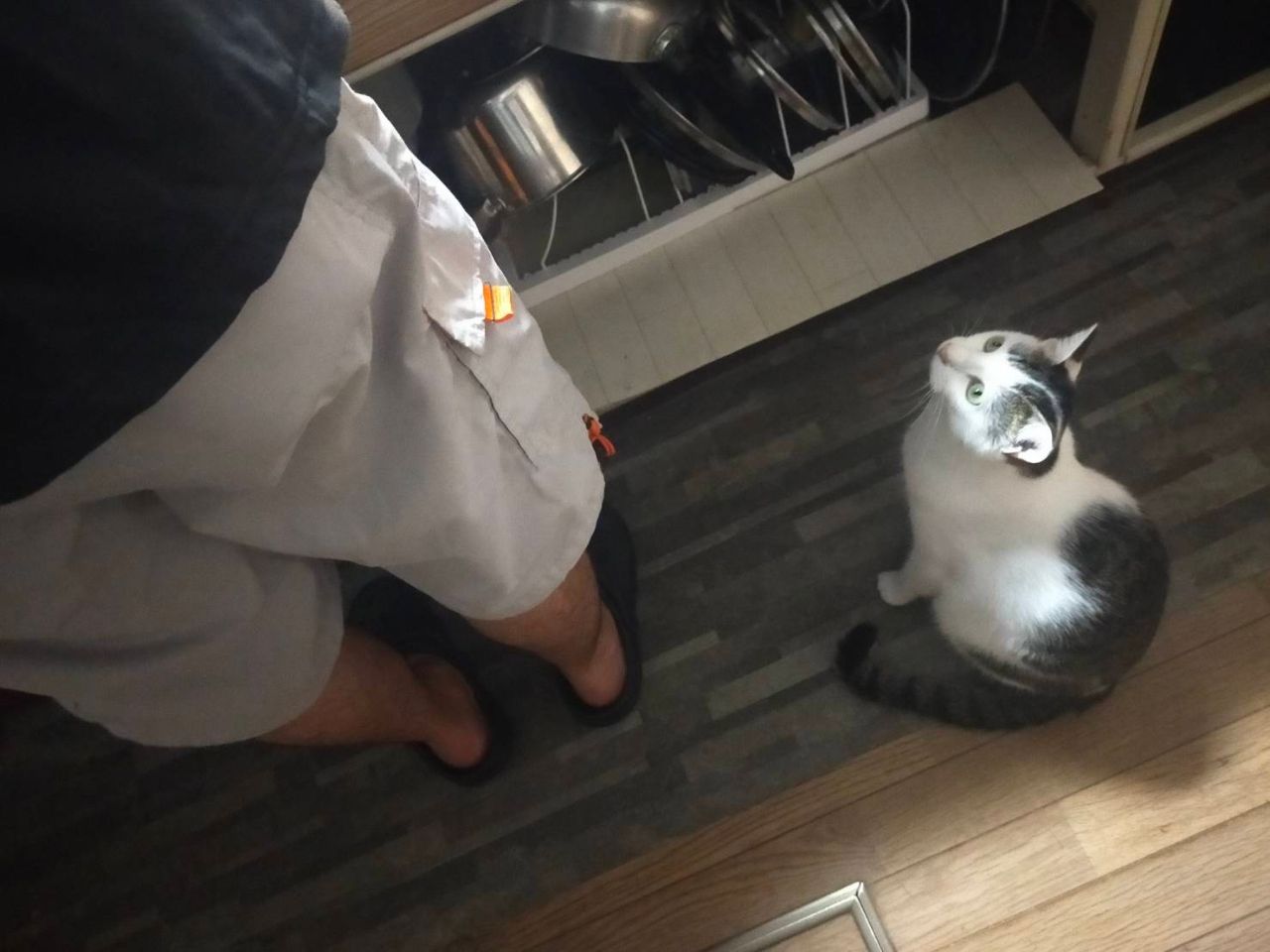 ヘダイ