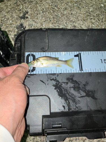 スズキの釣果
