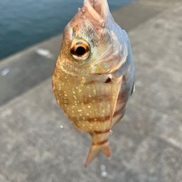タイ
