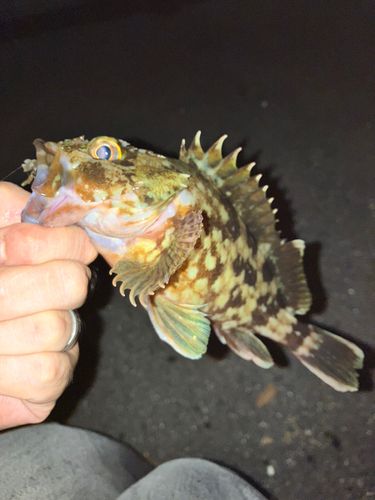 カサゴの釣果