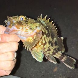 カサゴ