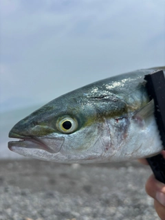 ワカシの釣果