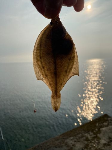 カレイの釣果